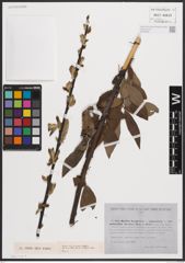 Foto von Salix caprea L. x Salix cinerea L. x Salix viminalis L.